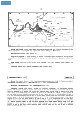 CAES Pter Pterocaesio Bleeker, 1876 50