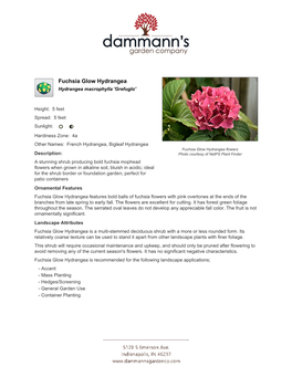 Dammann's Garden Company Fuchsia Glow Hydrangea