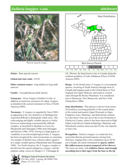 Stellaria Longipes Goldie Stitchwortstitchwort, Page 