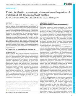 Protein Localization Screening in Vivo Reveals Novel Regulators of Multiciliated Cell Development and Function Fan Tu1, Jakub Sedzinski1,2, Yun Ma1,3, Edward M