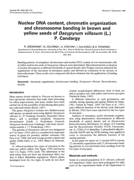 Nuclear DNA Content, Chromatin Organization and Chromosome Banding in Brown and Yellow Seeds of Dasypyrum Villosum (L.) P