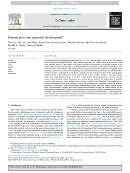 Human Glans and Preputial Development