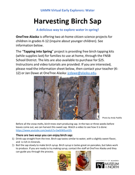 Harvesting Birch