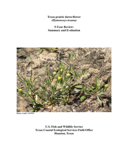 Texas Prairie Dawn-Flower (Hymenoxys Texana) 5-Year Review