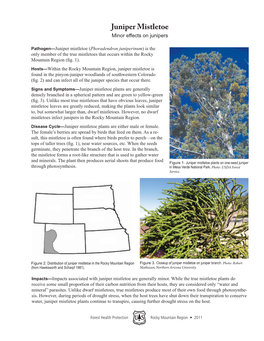 Juniper Mistletoe Minor Effects on Junipers