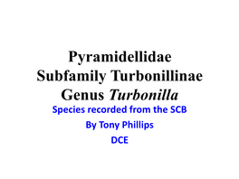Pyramidellidae Turbonilla