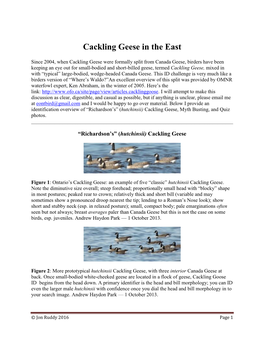 Cackling Geese in the East