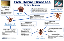 Ixodes Scapularis) Affected Species: Humans PATHOBIOLOGY and VETERINARY SCIENCE • CONNECTICUT VETERINARY MEDICAL DIAGNOSTIC LABORATORY