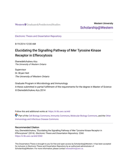 Elucidating the Signalling Pathway of Mer Tyrosine Kinase Receptor in Efferocytosis