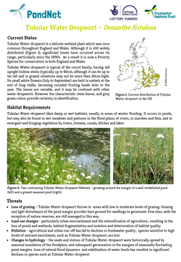 Tubular Water Dropwort – Oenanthe Fistulosa Current Status Tubular Water-Dropwort Is a Delicate Wetland Plant Which Was Once Common Throughout England and Wales