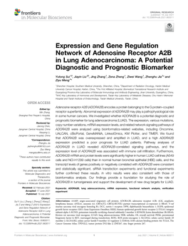 Expression and Gene Regulation Network of Adenosine Receptor A2B in Lung Adenocarcinoma: a Potential Diagnostic and Prognostic Biomarker