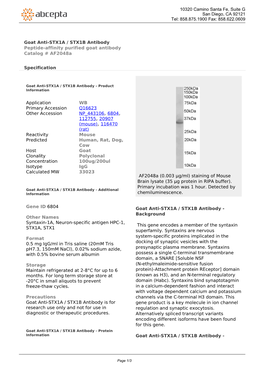 Goat Anti-STX1A / STX1B Antibody Peptide-Affinity Purified Goat Antibody Catalog # Af2048a