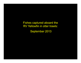 Yellowfin Trawling Fish Images 2013 09 16