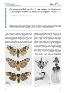 Xylena Czernilai Volynkin, 2011: New Data on the Distribution and Description of Female (Insecta: Lepidoptera: Noctuidae) Istributio