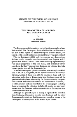 Great Pleasure Therefore, C. GEIJSKES, of the Rijksmuseum Natuurlijke Historie, Leiden, Large and Interesting Dermaptera from S