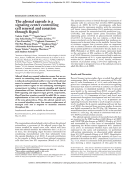 The Adrenal Capsule Is a Signaling Center Controlling Cell Renewal and Zonation Through Rspo3