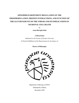 Spinophilin-Dependent Regulation of The