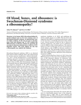 Is Swachman-Diamond Syndrome a Ribosomopathy?