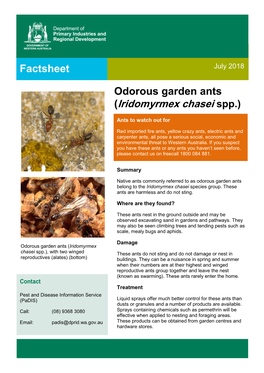 Odorous Garden Ants (Iridomyrmex Chasei Spp.) Factsheet