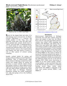 Black-Crowned Night-Heron (Nycticorax Nycticorax) William C