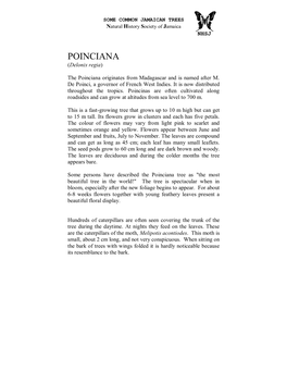 POINCIANA (Delonix Regia)