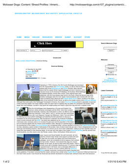 Molosser Dogs: Content / Breed Profiles / American Bulldog