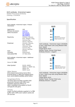 ELF2 Antibody - N-Terminal Region Rabbit Polyclonal Antibody Catalog # AI10026