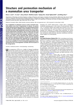 Structure and Permeation Mechanism of a Mammalian Urea Transporter