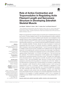 Role of Active Contraction and Tropomodulins in Regulating Actin Filament Length and Sarcomere Structure in Developing Zebraﬁsh Skeletal Muscle