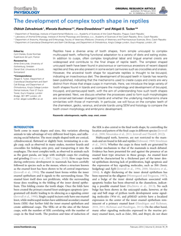 The Development of Complex Tooth Shape in Reptiles