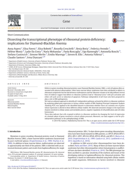 Dissecting the Transcriptional Phenotype of Ribosomal Protein Deﬁciency: Implications for Diamond-Blackfan Anemia