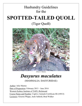 Spotted Tailed Quoll (Dasyurus Maculatus)