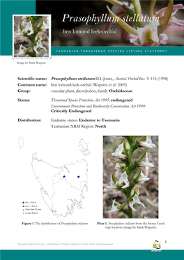 Prasophyllum Stellatum Stellatum (Ben Lomond Leek-Orchid)