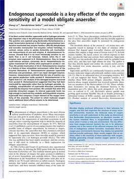 Endogenous Superoxide Is a Key Effector of the Oxygen Sensitivity of A