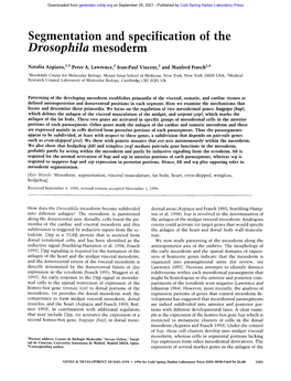 Segmentation and Specification of the Drosophila Mesoderm