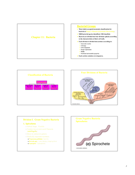 Chapter 11: Bacteria Bacterial Groups