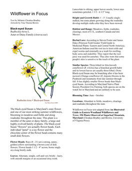 Black-Eyed Susan Habitat and Range: Meadows, Fields, Roadsides, Rudbeckia Hirta L