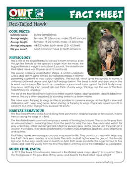 Red Tailed Hawk