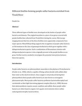 Biofilm Forming Purple Sulfur Bacteria Enrichment from Trunk River