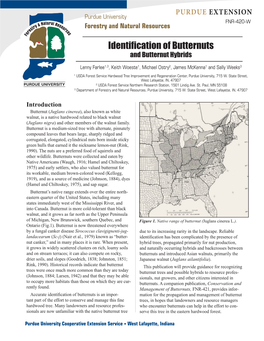 Identification of Butternuts and Butternut Hybrids