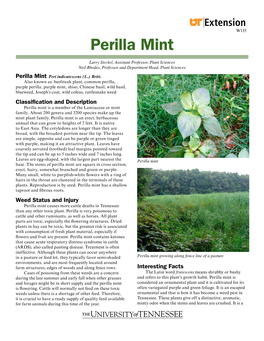 Perilla Mint