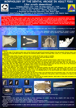 (Sus Scrofa Domesticus) Fernández Sánchez, J.M 1,3 DVM, Del Campo Velasco, M 1,3 DVM, Marín García,P 2 DVM, Phd and San Román Ascaso, F 3 MD DVM DDS Phd Diplevds