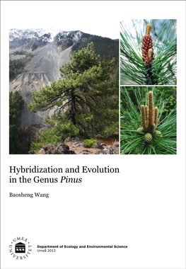 Hybridization and Evolution in the Genus Pinus