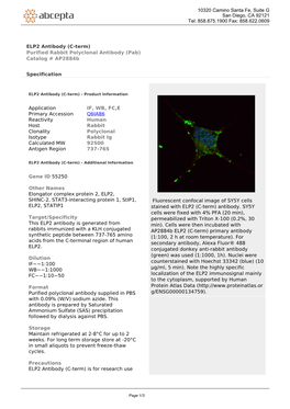 ELP2 Antibody (C-Term) Purified Rabbit Polyclonal Antibody (Pab) Catalog # Ap2884b