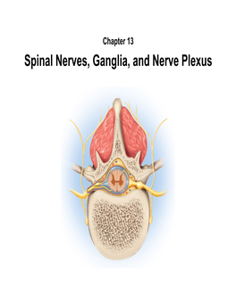 Spinal Nerves, Ganglia, and Nerve Plexus Spinal Nerves