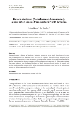 Biatora Alnetorum (Ramalinaceae, Lecanorales), a New Lichen Species from Western North America