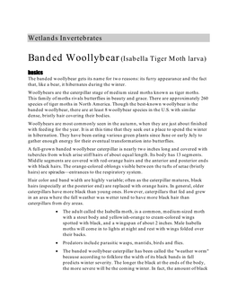 Wetlands Invertebrates Banded Woollybear(Isabella Tiger Moth Larva)