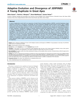 Adaptive Evolution and Divergence of SERPINB3: a Young Duplicate in Great Apes