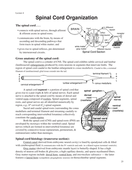 Spinal Cord Organization