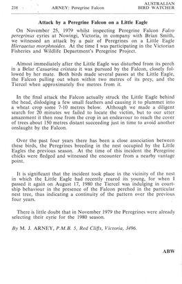 Attack by a Peregrine Falcon on a Little Eagle on November 25, 1979